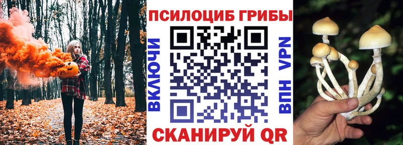 продажа наркотиков  Бородино  Псилоцибиновые грибы Psilocybine cubensis 